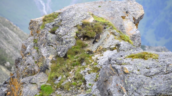 Marmot on Rock