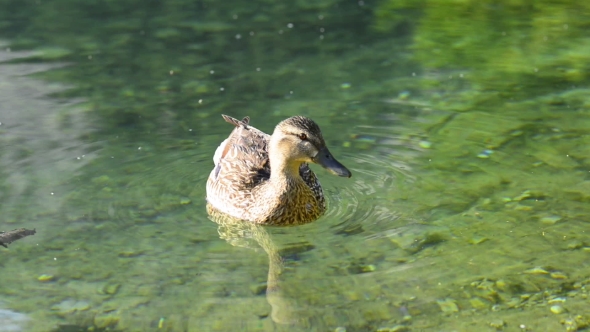 Duck on Lake Water