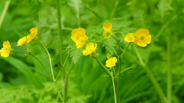 Yellow Field Wild Flowers