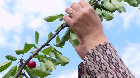 Cherry Branch Against the Sky, Harvesting