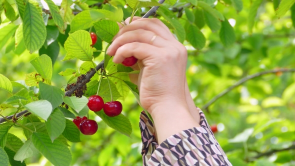 Woman Harvesting a Cherry