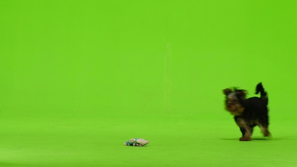Dog Is Running After the Toy Is Playing. Green Screen. alt