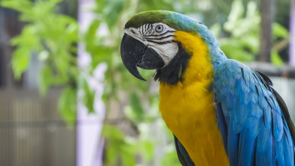 Blue Yellow Macaw Parrot By Shunga Shanga Videohive,Teriyaki Sauce Recipe