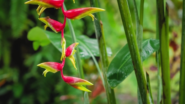 Branch of Red Heliconia Flower in Wet Season Rain. Lush Green Plants Foliage Are Hitting By the Rain alt