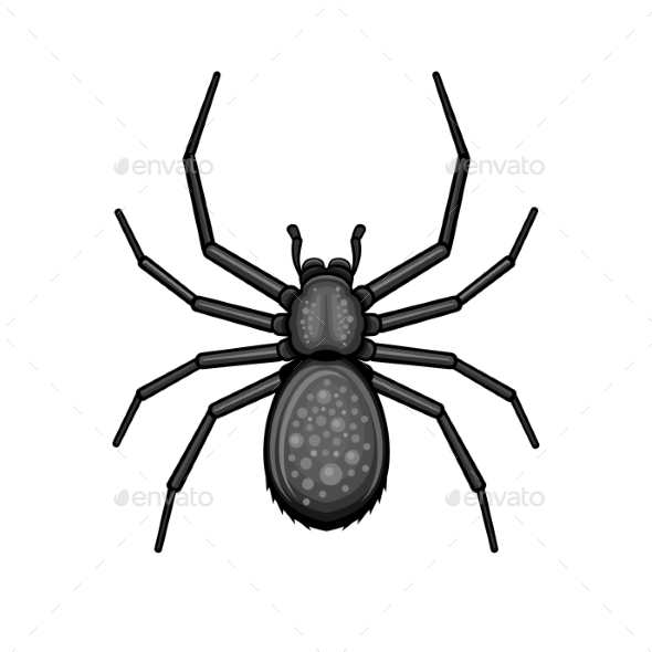 GraphicRiver Spider Black Arachnid on White Background 20993103 GraphicRiver Spider Black Arachnid on White Background 20993103