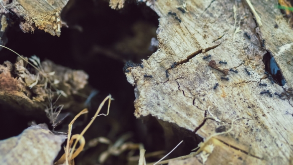 Army Ants Crawling in Whole of Tree Stub, on Morning alt