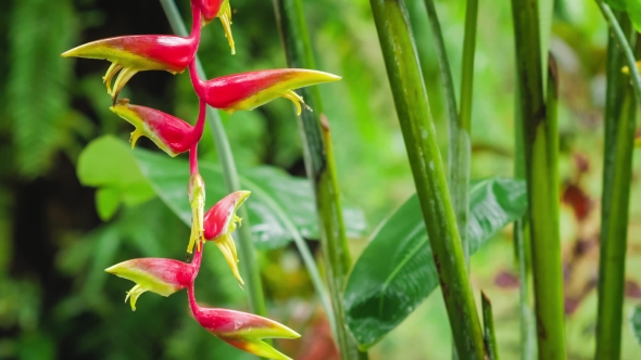 Branch of Red Heliconia Flower in Wet Season Rain. Lush Green Plants Foliage Are Hitting By the Rain alt