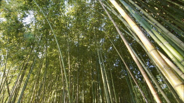 Bamboo Forest At The Evening