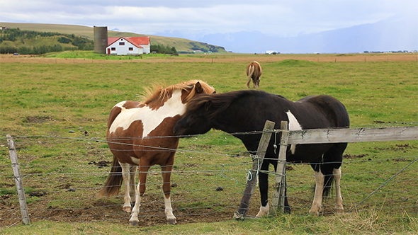 Beautiful Icelandic Horses in The Paddock