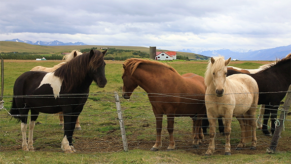 Icelandic Horses in The Paddock