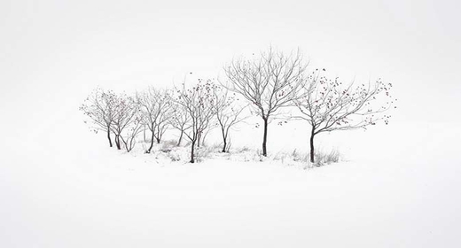 极简付费Wordpress主题