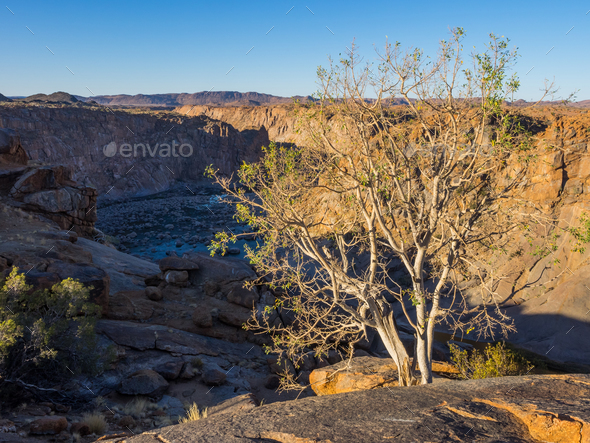 Orange River Gorge With Tree - Stock Photo - Images