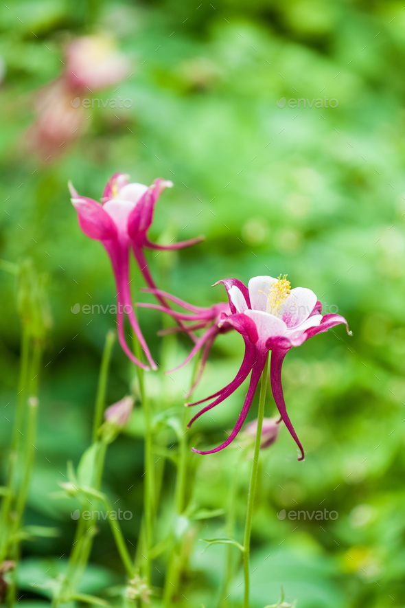 aquilegia glandulosa flower - Stock Photo - Images