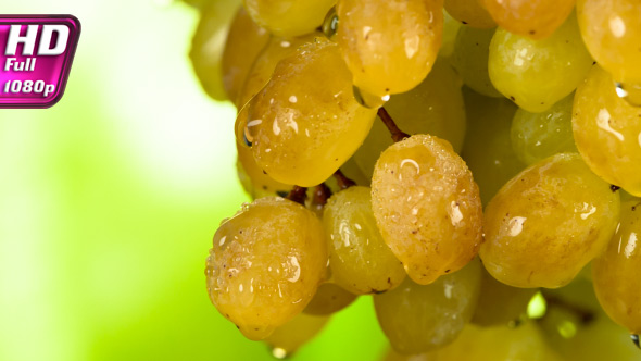 Brown Sweet Vine alt