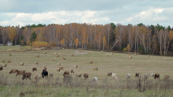 Herd Milk Сows Graze Freely in Meadow  alt