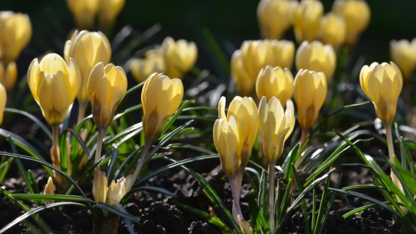 The Yellow Crocus Flowers