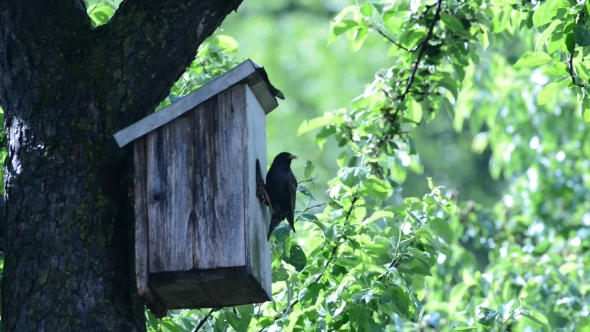 Starling Near Her House