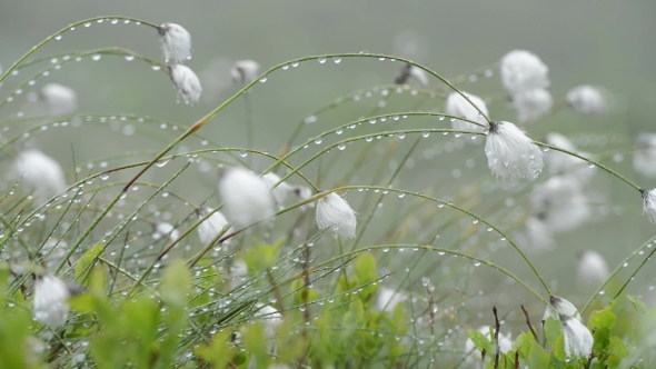 Beauty White Flowers in High Mountains