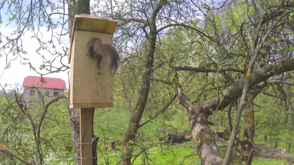 Squirrel on Starling House