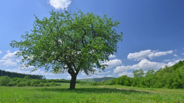 Green Tree and Cloudy Sky