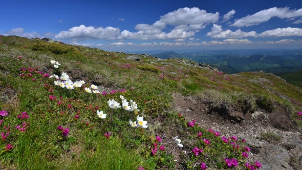 Beauty White Flowers in High Mountains