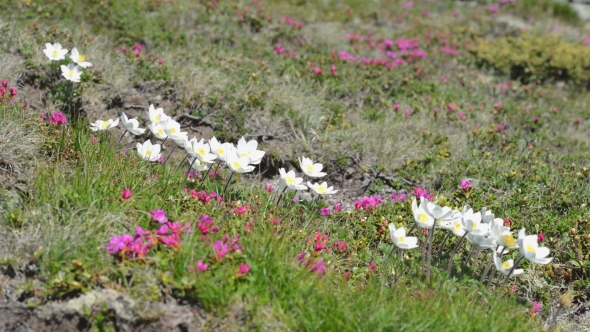 Beauty White Flowers in High Mountains