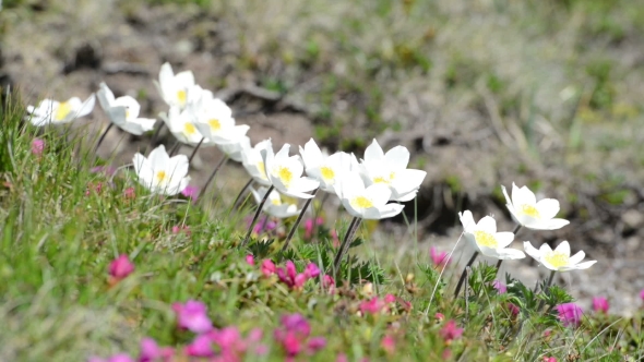 Beauty White Flowers in High Mountains