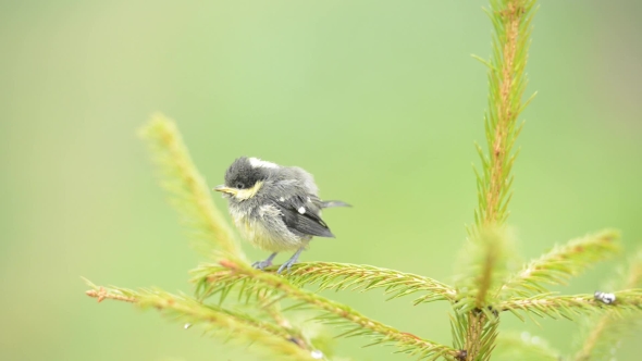 Small Bird on Fir Tree