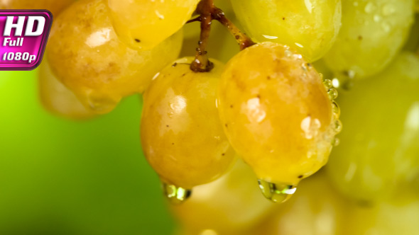 Raindrops on Amber Grapes alt