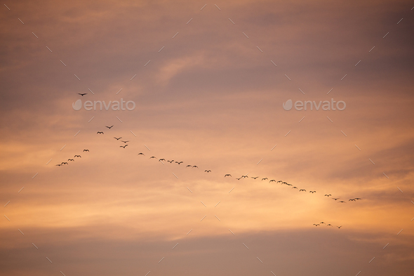 Flock of birds in sky before sunset in evening