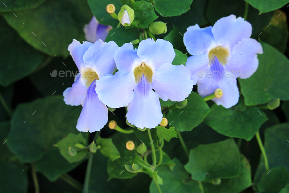 Blue Trumpet Vine flower, Laurel clock vine