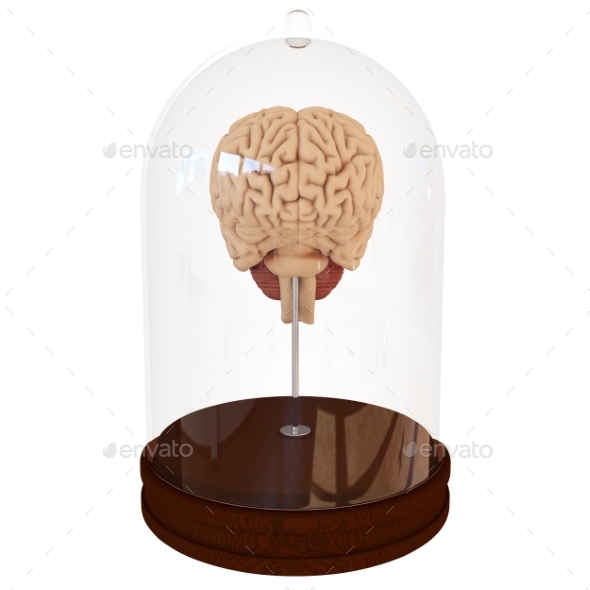 GraphicRiver Human Brain in a Jar 3D Render 21015374 GraphicRiver Human Brain in a Jar 3D Render 21015374