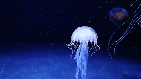 Blue Glowing Jellyfish Moving in the Dark Blue Water., Stock Footage