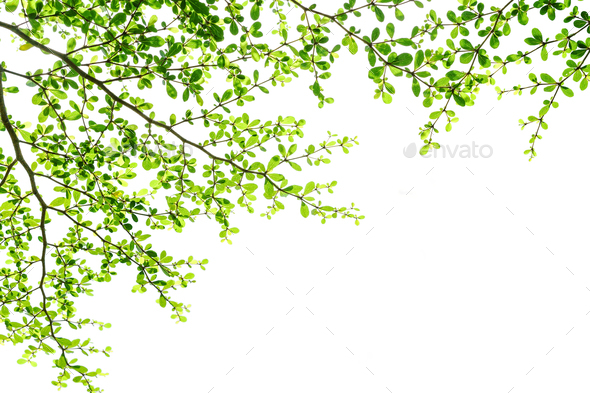 Tree branch with green leaves isolated on white background Stock Photo ...