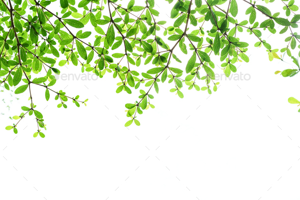 Tree branch with green leaves isolated on white background Stock Photo ...