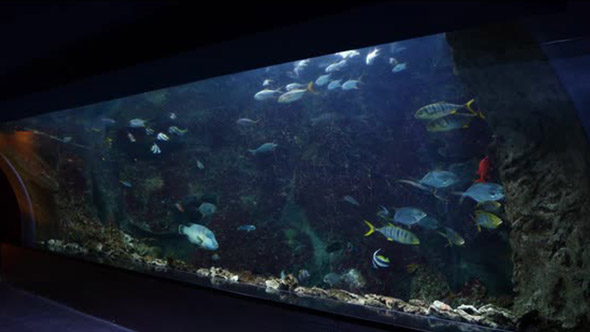 Aquarium alt