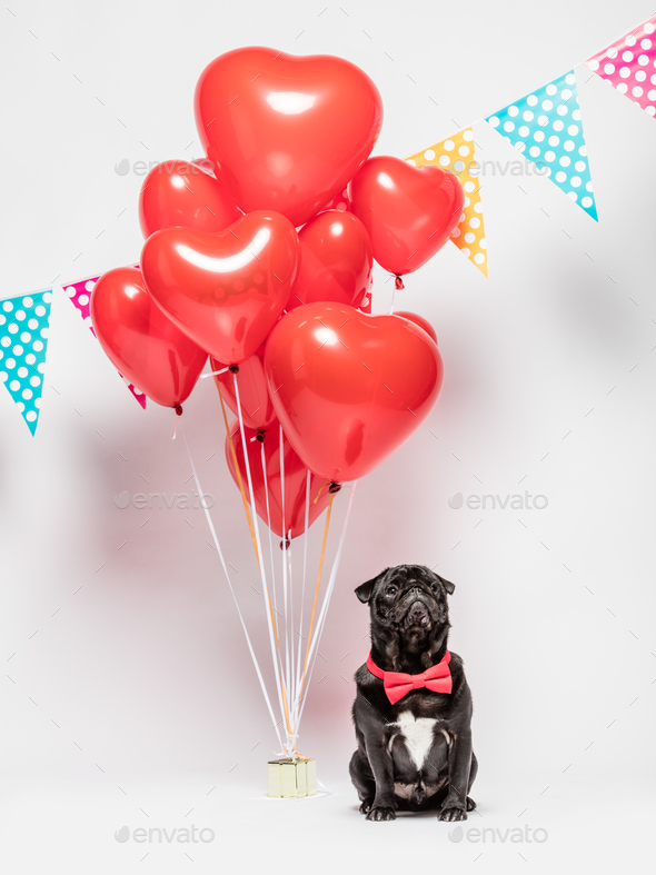 Black pug dog in a red bowtie with valentine decorations.