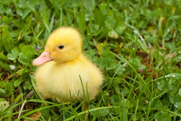 Small duckling Stock Photo by goinyk | PhotoDune