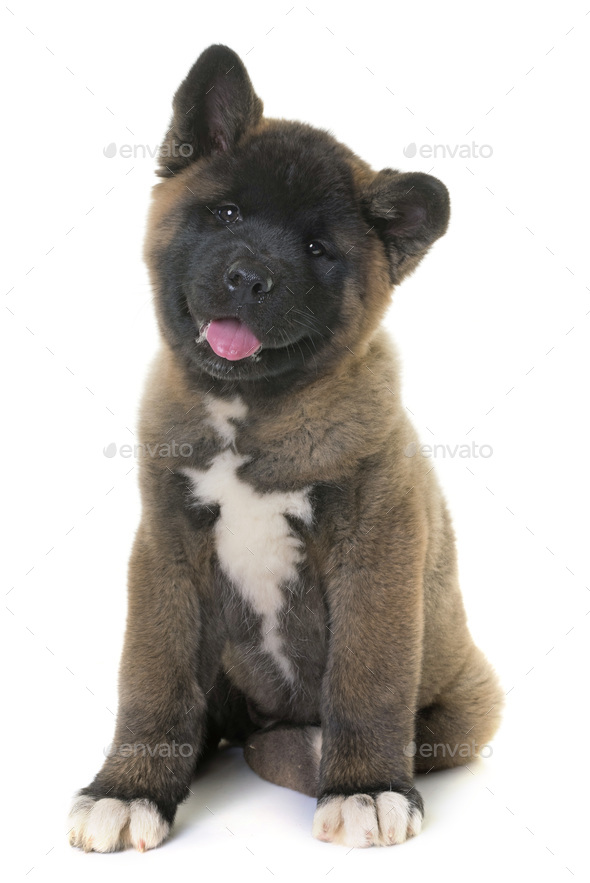 White Akita Puppies Goldenacresdogs White Akita Puppies Goldenacresdogs