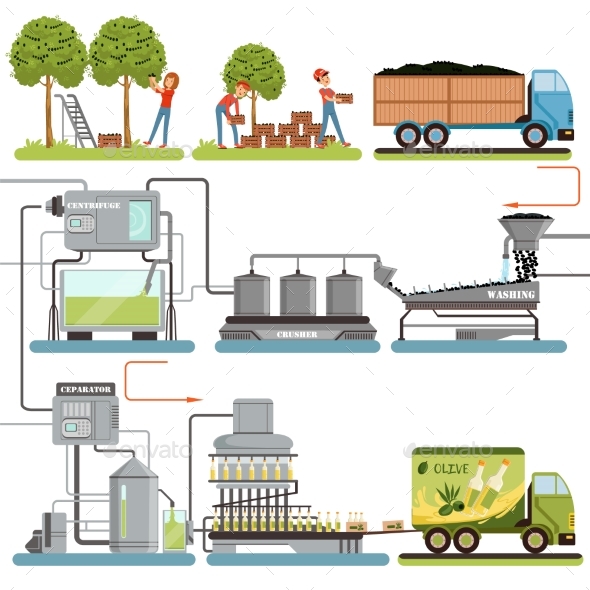 Olive Oil Production Process Stages Harvesting - Industries Business