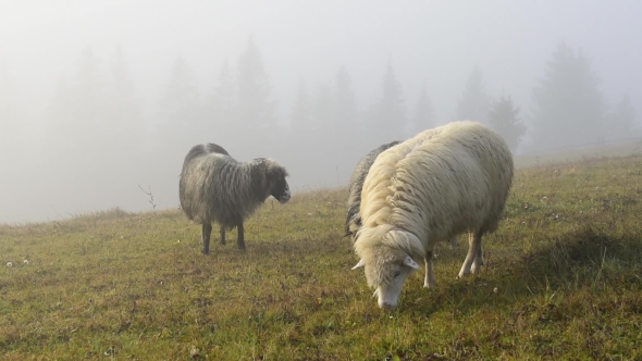 Herd of Sheeps in Foggy Meadows