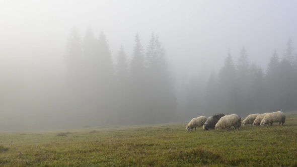 Herd of Sheeps in Foggy Meadows