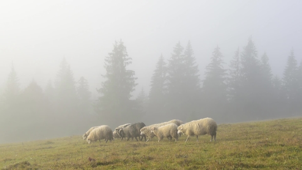 Herd of Sheeps in Foggy Meadows