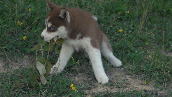A Puppy of Husky Walks on the Nature alt