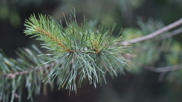 Pine Tree Neddles on a Branch