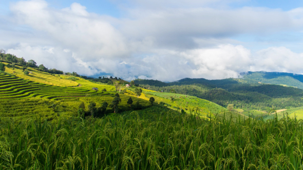 Field On Mountain alt