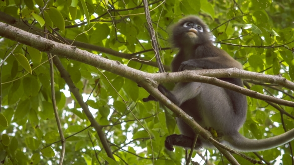 Dusky Leaf Monkey, Langur on Tree Eating Green Leaves and Watching Down, Railay, Krabi, Thailand alt