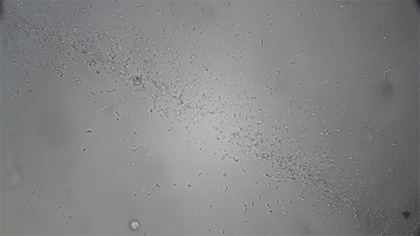 Microscopy: Cultivation Different Bacterial Colonies 10