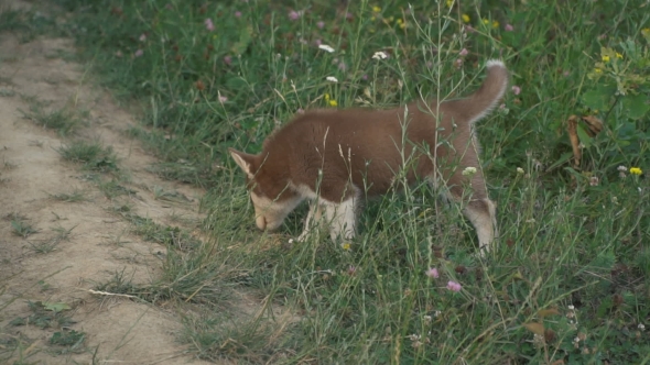 A Puppy of Husky Walks on the Nature alt