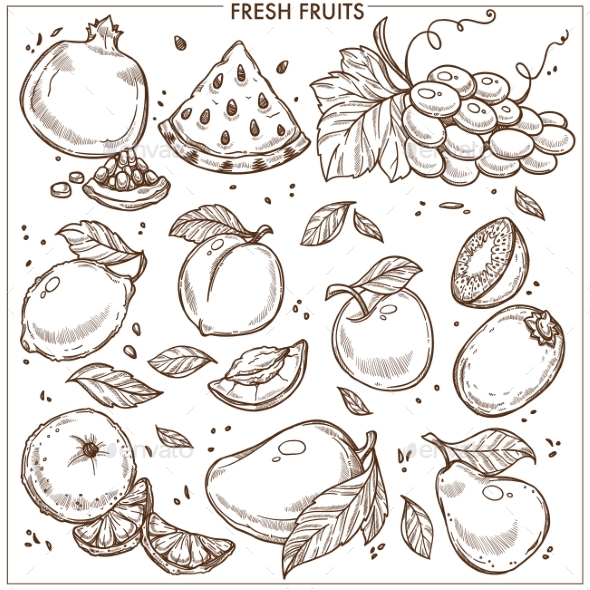 Fruits Sketch